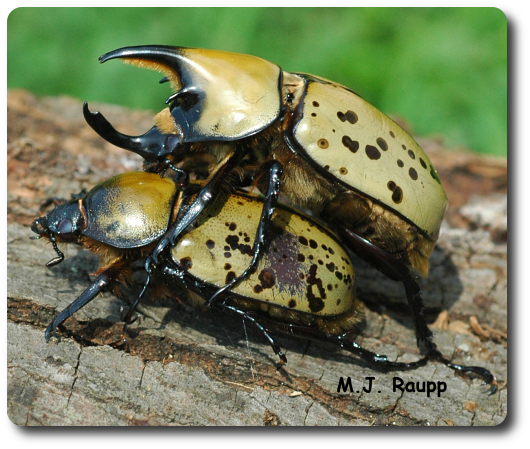 This pair of unicorn beetles doesn't mind a public display of affection.