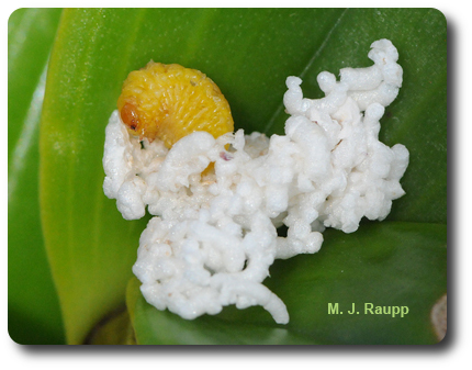 Larvae of the Dendrobium beetle secrete strands of white waxy material to sculpt a fluffy pupal chamber.
