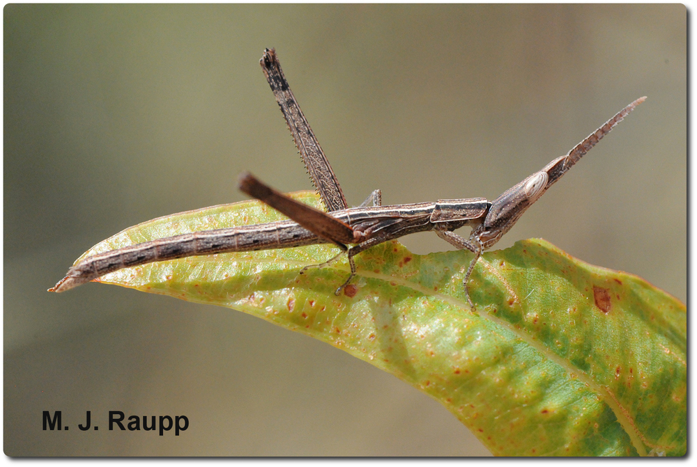 A motionless matchstick grasshopper does its best to pretend it is part of a plant.