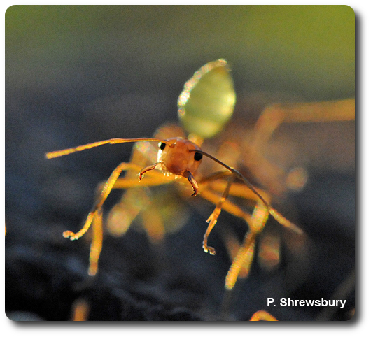 With jaws widespread, a major worker prepares to defend the colony.