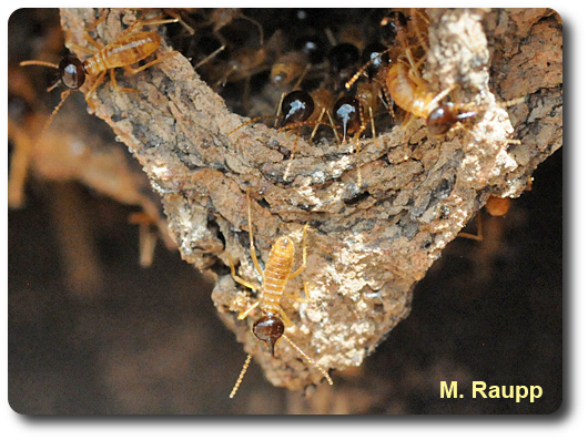 The termite soldier squirts defensive chemicals at enemies through the elongated snout on its head.