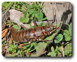 A beautiful female phasmatid grazes on herbaceous plants near a stream.