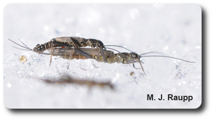 Snow and ice don't cool the romance of winter stoneflies.