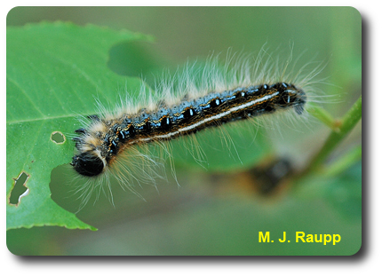 The eastern tent caterpillar is a beautiful beast with blue stripes and patches on the side and a white stripe down the center of the back.