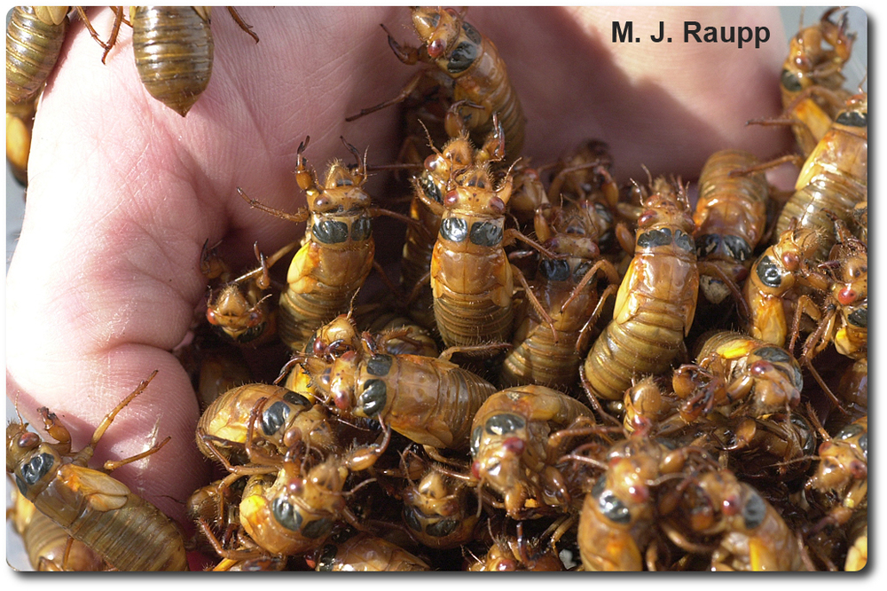 In May, cicada nymphs will appear by the handful in areas being treated to Brood II.