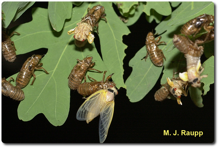 One of the most precarious acts for the cicada is shedding the exoskeleton it wore as a nymph.