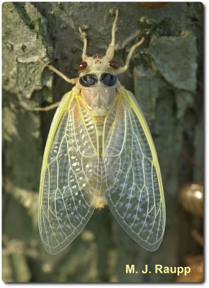 Newly molted cicadas are spectacularly beautiful but extremely vulnerable to predators.