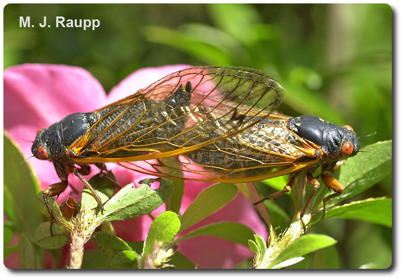 Mating cicadas often stay coupled for an hour or more.