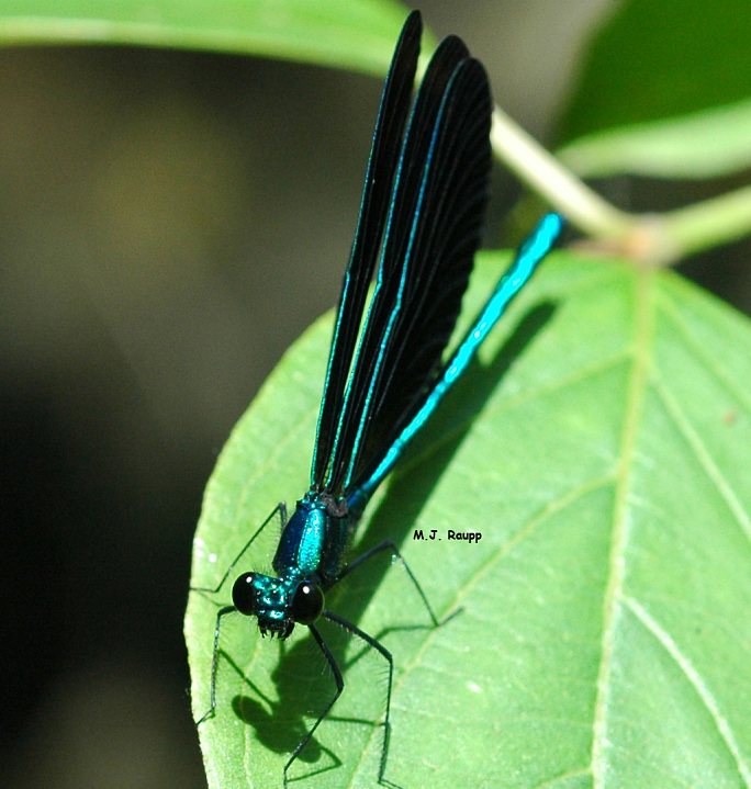 The gorgeous ebony jewelwing is often found near small streams.