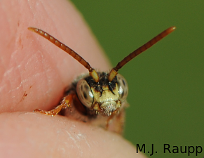 Yellow-faced bees are very docile and pose no threat to humans.