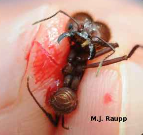 Jaws of leafcutter ant soldiers can open wounds.