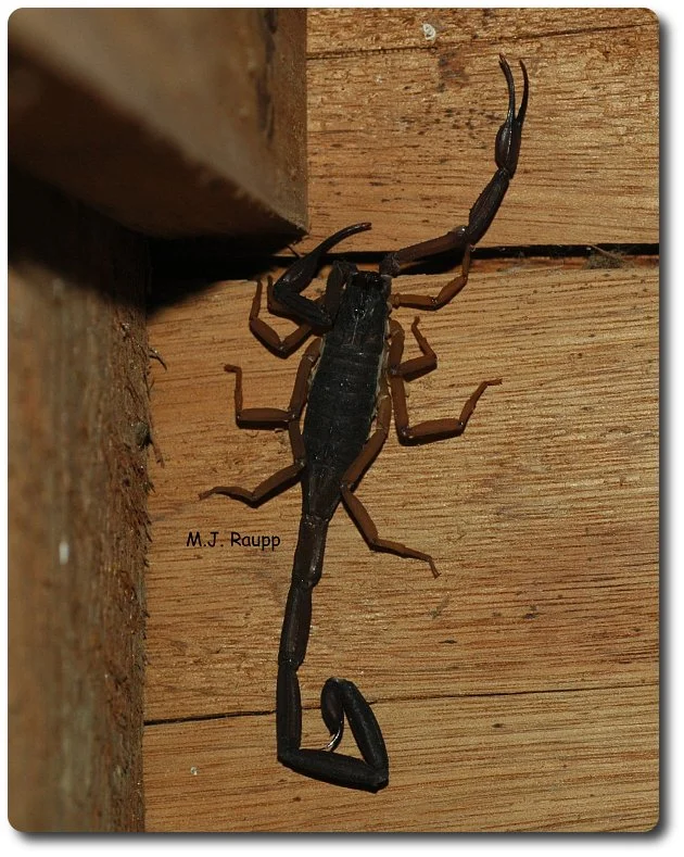 Who's that lurking in the corner of the bed frame?