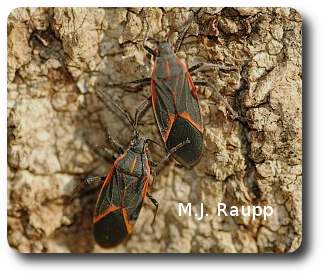 A pair of boxelder bugs will soon leave this tree to find a sheltered spot to spend the winter