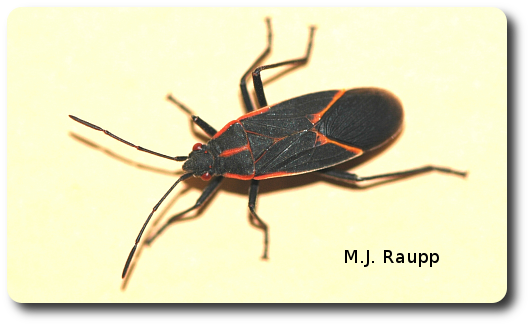 A boxelder bug on wall or window heralds the approaching Holiday season.