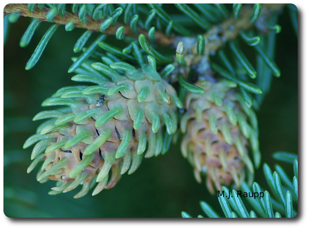 Cooley spruce gall adelgids enslave the genetic
machinery of the spruce tree causing it to form an abnormal, pineapple shaped
home for the insect called a gall.
Normal
0
false
false
false
EN-US
JA
X-NONE
/* Style Definitions */
table.MsoNormalTable
{mso-style-name:"Table Normal";
mso-tstyle-rowband-size:0;
mso-tstyle-colband-size:0;
mso-style-noshow:yes;
mso-style-priority:99;
mso-style-parent:"";
mso-padding-alt:0in 5.4pt 0in 5.4pt;
mso-para-margin:0in;
mso-para-margin-bottom:.0001pt;
mso-pagination:widow-orphan;
font-size:12.0pt;
font-family:Cambria;
mso-ascii-font-family:Cambria;
mso-ascii-theme-font:minor-latin;
mso-hansi-font-family:Cambria;
mso-hansi-theme-font:minor-latin;}