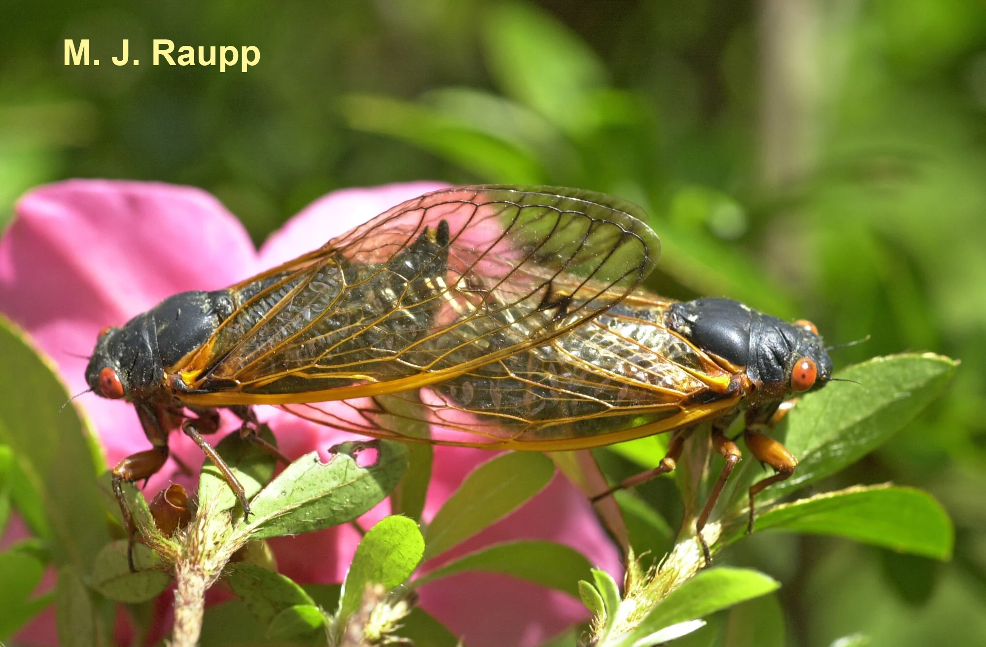 Mating cicadas often stay coupled for an hour or more.