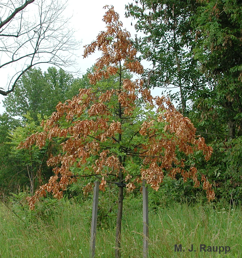 Young trees may sustain significant injury from egg-laying female cicadas.