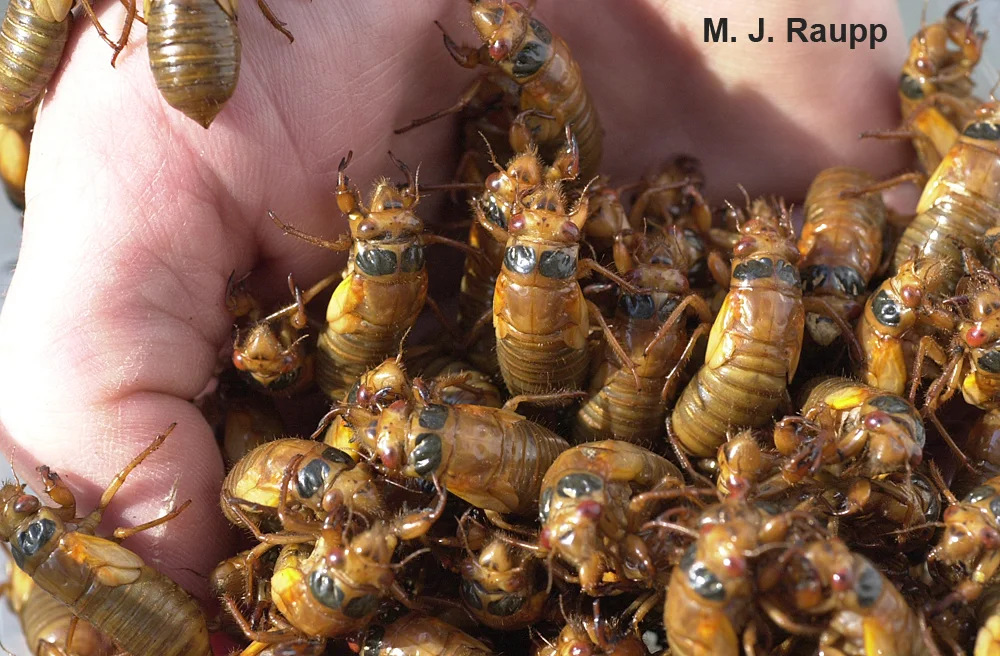 In May, cicada nymphs will appear by the handful in areas
treated to Brood II.
96
800x600
Normal
0
false
false
false
EN-US
JA
X-NONE
/* Style Definitions */
table.MsoNormalTable
{mso-style-name:"Table Normal";
mso-tstyle-rowband-size:0;
mso-tstyle-colband-size:0;
mso-style-noshow:yes;
mso-style-priority:99;
mso-style-parent:"";
mso-padding-alt:0in 5.4pt 0in 5.4pt;
mso-para-margin:0in;
mso-para-margin-bottom:.0001pt;
mso-pagination:widow-orphan;
font-size:10.0pt;
font-family:"Times New Roman";}