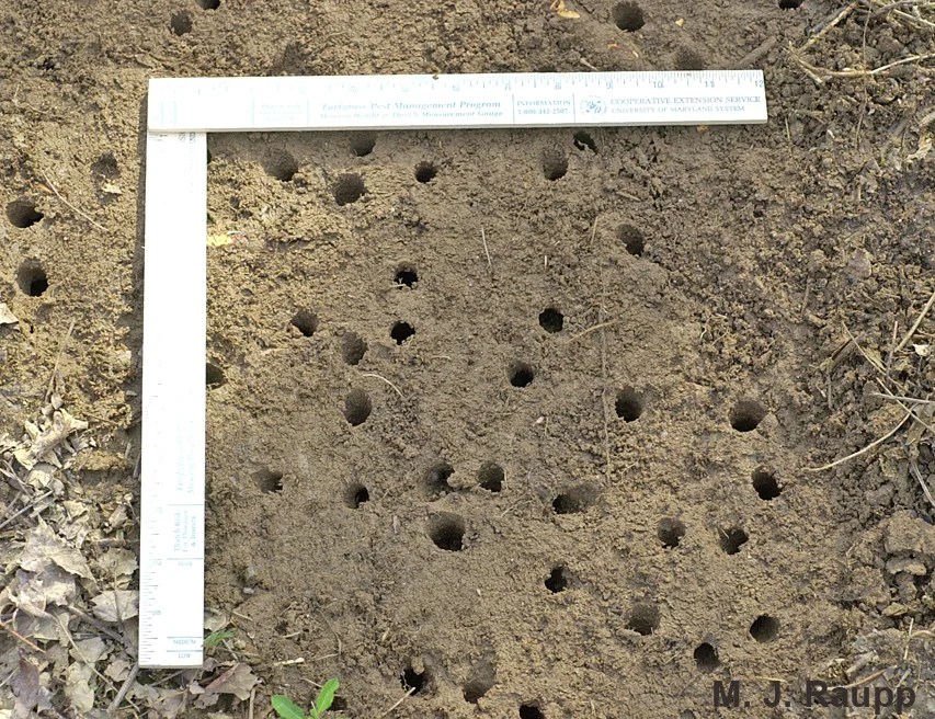 With
more than 30 visible exit holes per square foot, one can see how there
could be almost 1 billion cicadas per square mile.
96
800x600
Normal
0
false
false
false
EN-US
JA
X-NONE
/* Style Definitions */
table.MsoNormalTable
{mso-style-name:"Table Normal";
mso-tstyle-rowband-size:0;
mso-tstyle-colband-size:0;
mso-style-noshow:yes;
mso-style-priority:99;
mso-style-parent:"";
mso-padding-alt:0in 5.4pt 0in 5.4pt;
mso-para-margin:0in;
mso-para-margin-bottom:.0001pt;
mso-pagination:widow-orphan;
font-size:10.0pt;
font-family:"Times New Roman";}