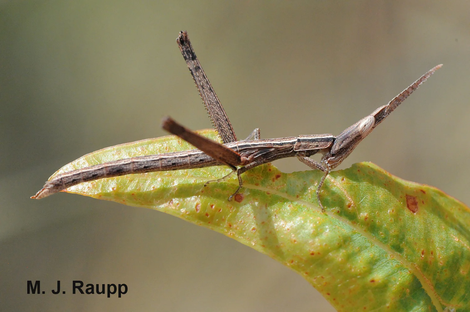 A motionless matchstick grasshopper does its best to pretend it is part of a plant.