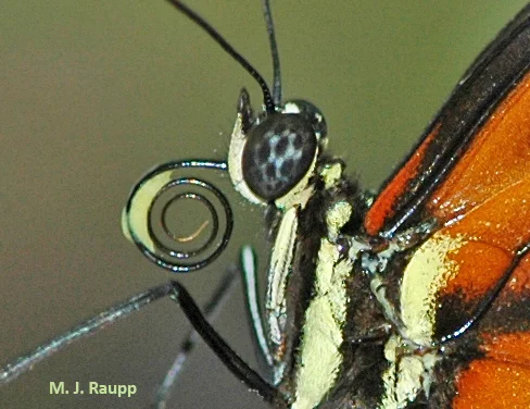Longwing butterflies collect pollen on their proboscis and extract nutritious amino acids from the grains.