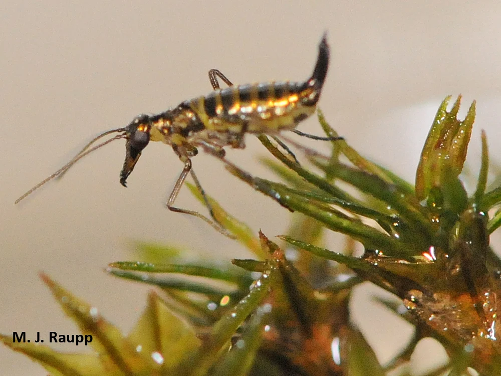 From her lofty perch, a snow scorpionfly surveys a wintry landscape.