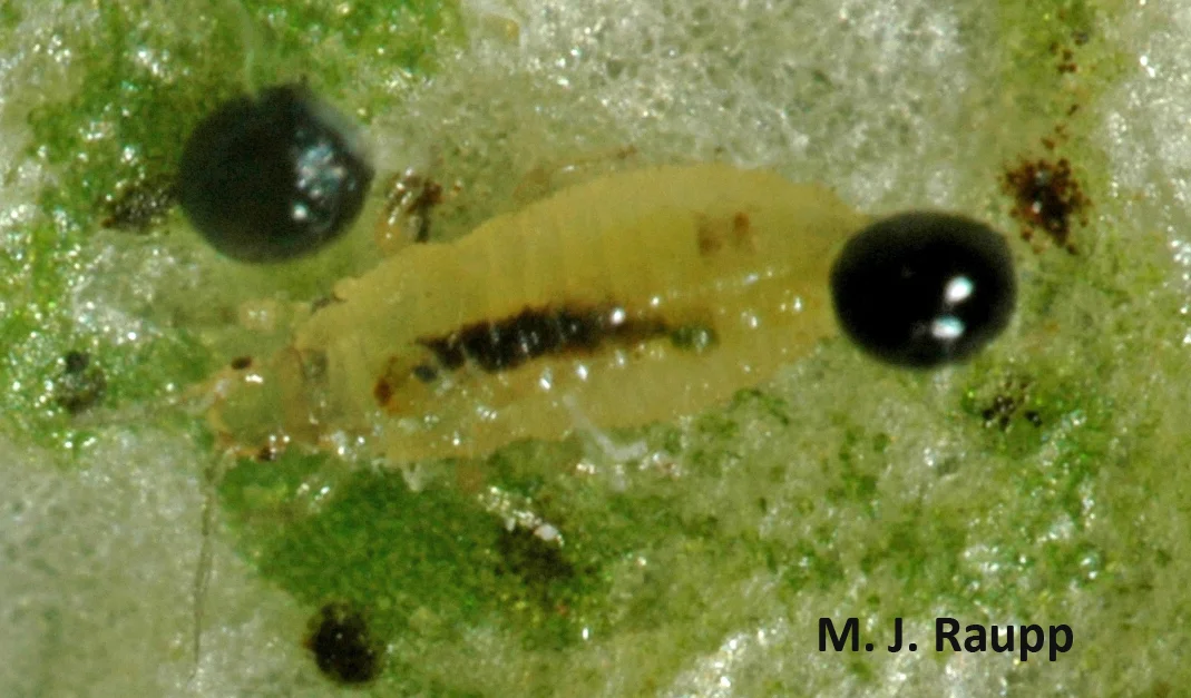 Yellow wingless nymphs sip plants fluids and leave behind dark droplets of excrement.