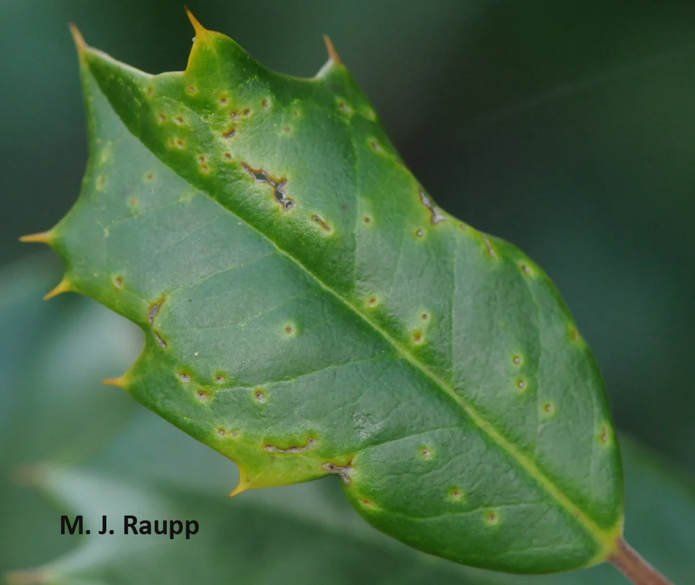 Feeding punctures on the leaf surface may cause leaves to curl.