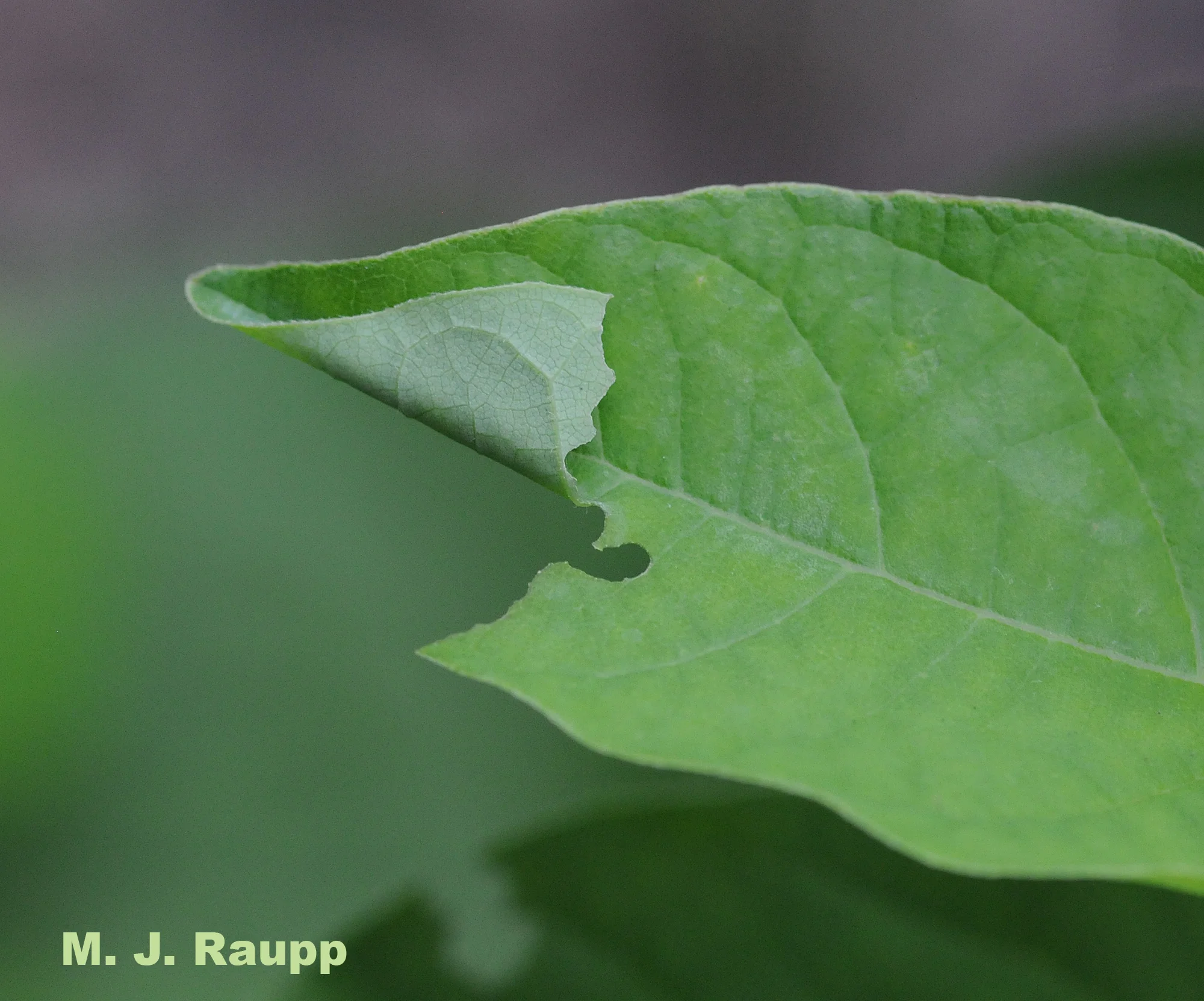 Tiny bite marks and a folded leaf are clues that a
caterpillar hides inside.
96
800x600
Normal
0
false
false
false
EN-US
JA
X-NONE
/* Style Definitions */
table.MsoNormalTable
{mso-style-name:"Table Normal";
mso-tstyle-rowband-size:0;
mso-tstyle-colband-size:0;
mso-style-noshow:yes;
mso-style-priority:99;
mso-style-parent:"";
mso-padding-alt:0in 5.4pt 0in 5.4pt;
mso-para-margin:0in;
mso-para-margin-bottom:.0001pt;
mso-pagination:widow-orphan;
font-size:10.0pt;
font-family:"Times New Roman";}