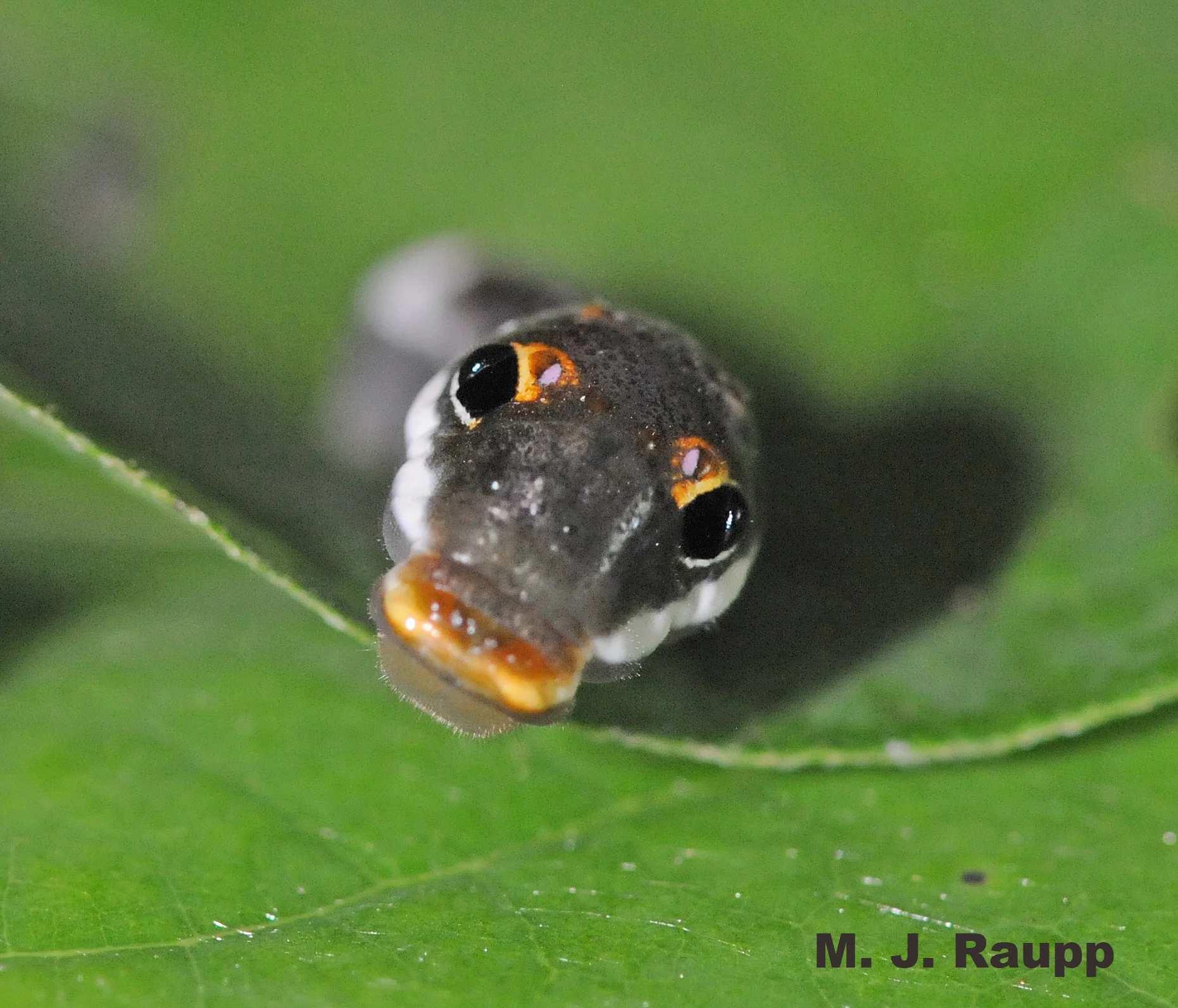 When viewed head-on, the spicebush caterpillar resembles a
small serpent.
96
800x600
Normal
0
false
false
false
EN-US
JA
X-NONE
/* Style Definitions */
table.MsoNormalTable
{mso-style-name:"Table Normal";
mso-tstyle-rowband-size:0;
mso-tstyle-colband-size:0;
mso-style-noshow:yes;
mso-style-priority:99;
mso-style-parent:"";
mso-padding-alt:0in 5.4pt 0in 5.4pt;
mso-para-margin:0in;
mso-para-margin-bottom:.0001pt;
mso-pagination:widow-orphan;
font-size:10.0pt;
font-family:"Times New Roman";}