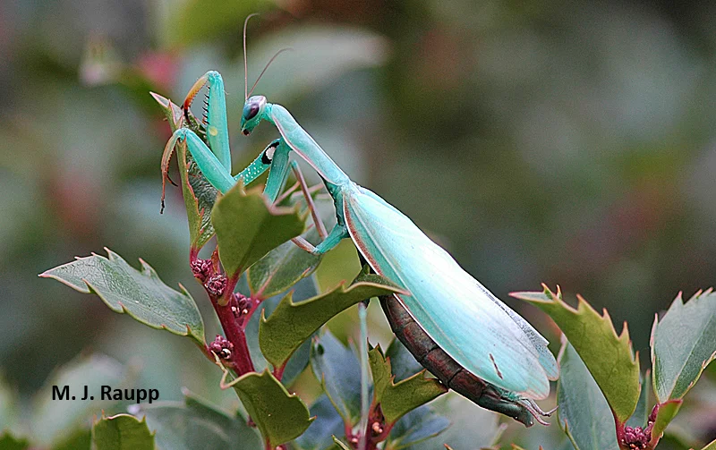 A beautiful European praying mantis rests on a holly shortly before laying her eggs.