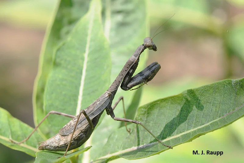 A gorgeous Carolina mantis waits for a meal or perhaps a mate who might be a dinner guest.