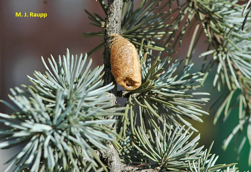 If your Christmas tree has an ornament like this, you may have a holiday surprise! 