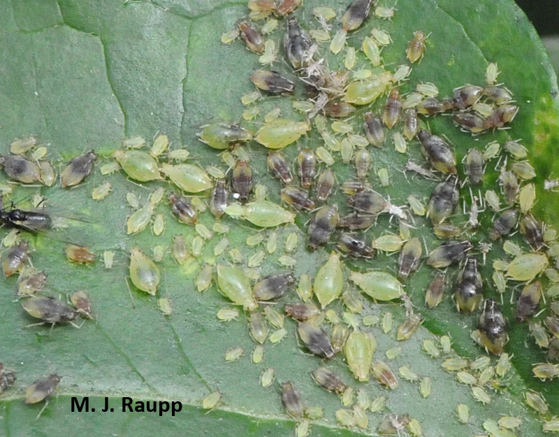 Hundreds of aphids partake in a Thanksgiving feast on the leaves of autumn clematis .
