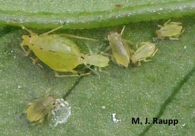 Breech births seem to be the rule for aphids.