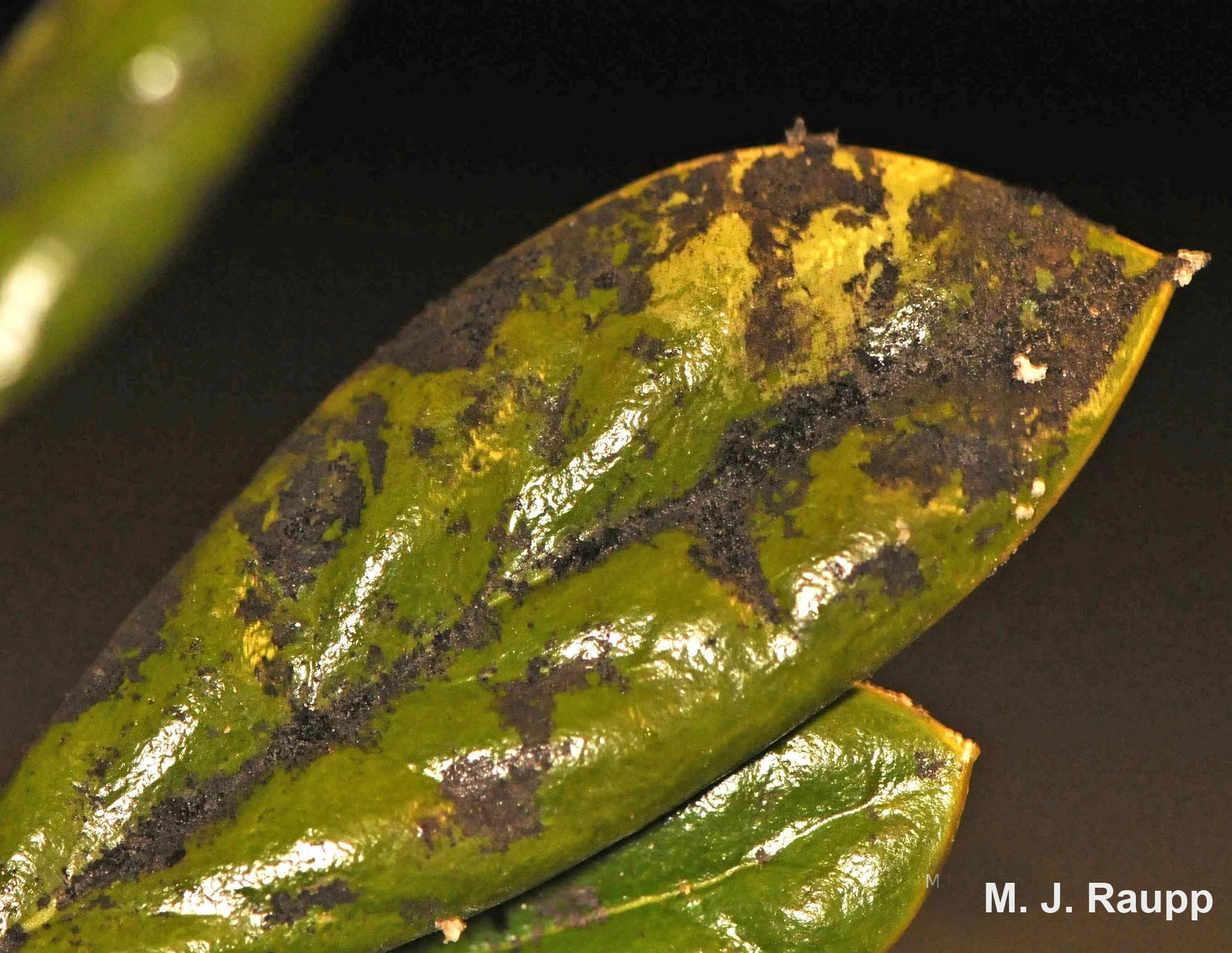 Sooty mold is a sure sign of a honeydew producer.