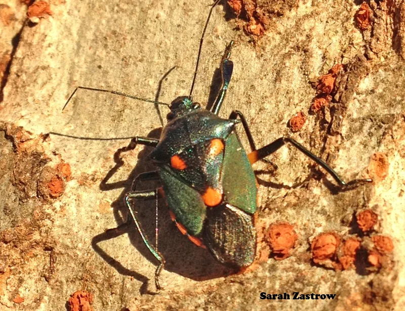 This resident of Florida, a predatory stink bug, was observed chillin’ on the bark of an elm tree in College Park last week.