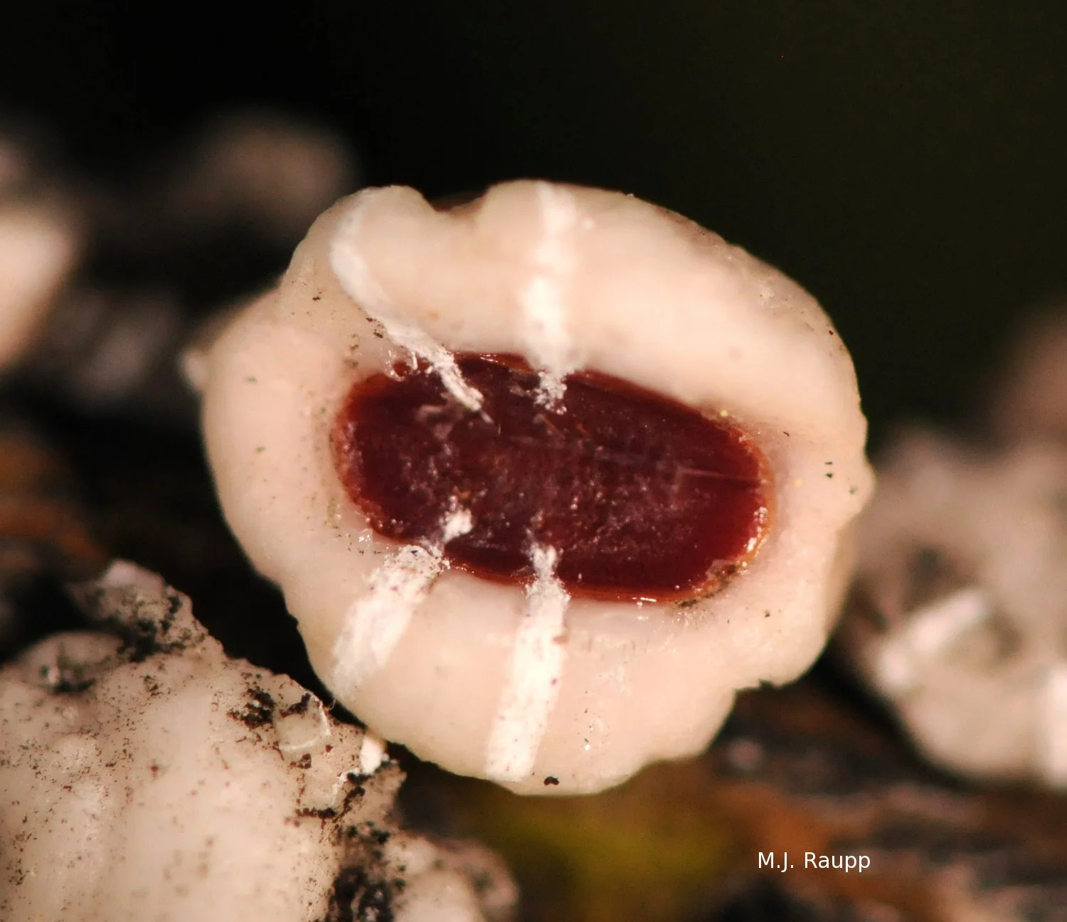 Beneath the white waxy glob is the small reddish scale insect.