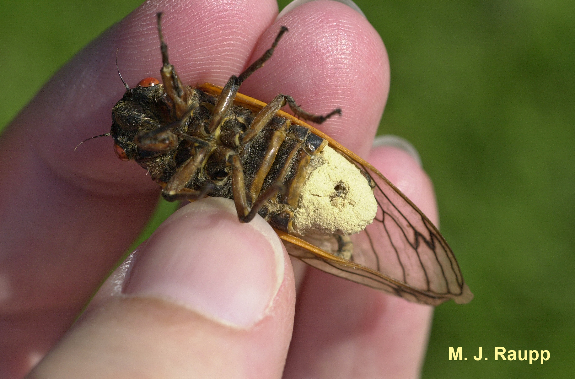 Massospora turns the cicada into a fungus garden.