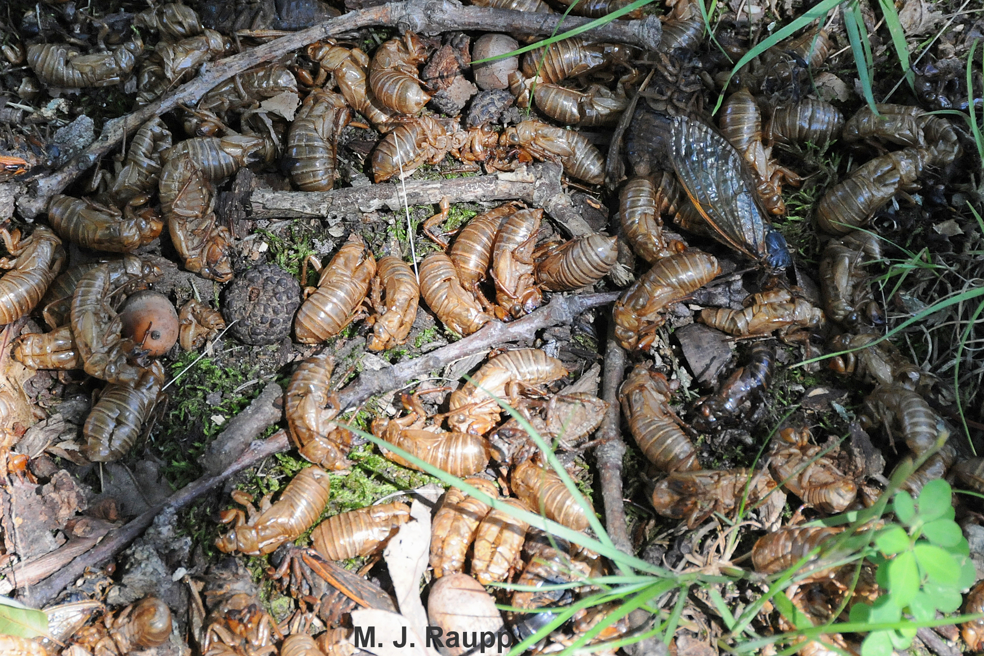 Up and down the east coast billions of cicadas will return nutrients to the trees from which they fed for 17 years.