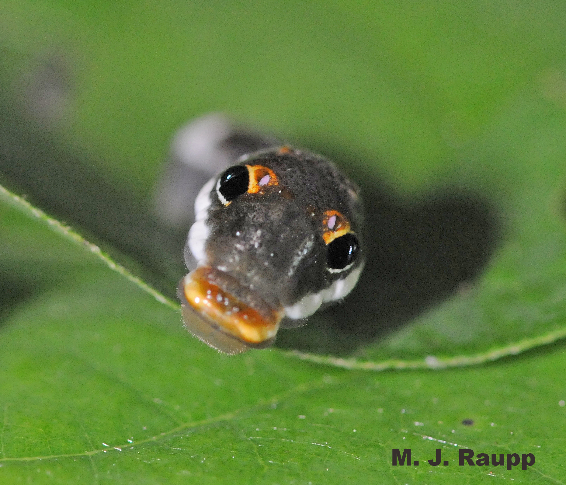 When viewed head-on, the spicebush caterpillar resembles a small serpent.