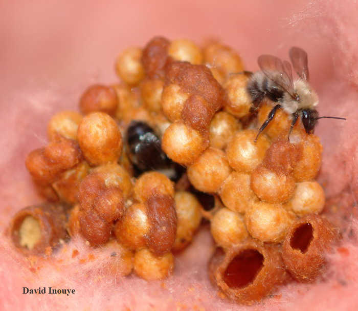 Bumble bees sometimes build nests in man-made structures like wall voids.