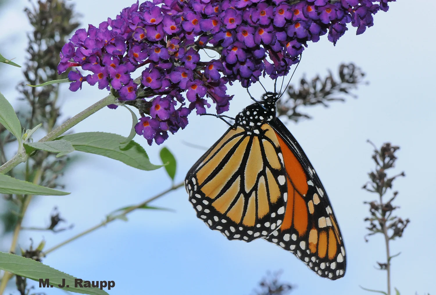 A monarch prepares to carbo-load on nectar before performing its royal tasks.