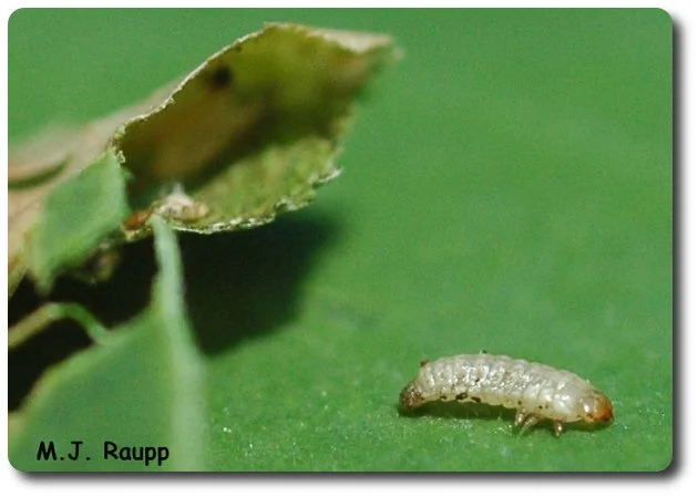 The larva mines the soft tissue between the upper and lower surfaces of the locust leaf.
