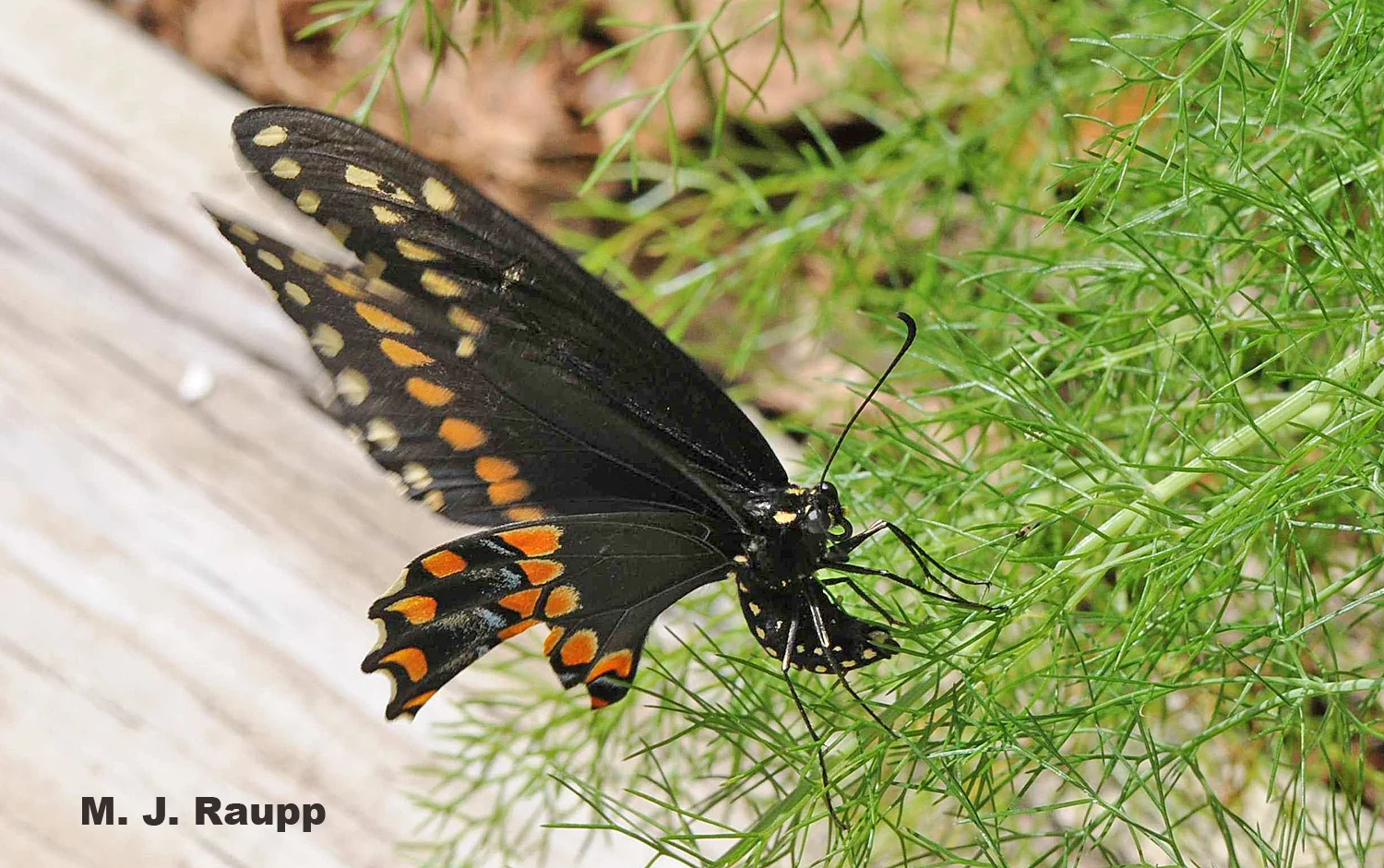 Dill is the perfect plant on which to lay eggs if you are a black swallowtail. 