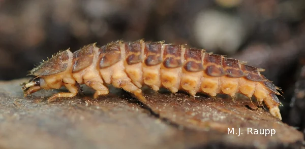 Glowworms patrol the soil in search of worms, slugs, and other soft-bodied invertebrates that are their prey. 