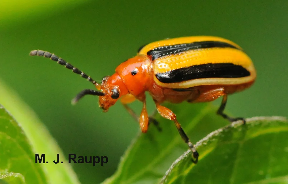 A dinner of nightshade is deadly to some, but not to the three lined potato beetle.