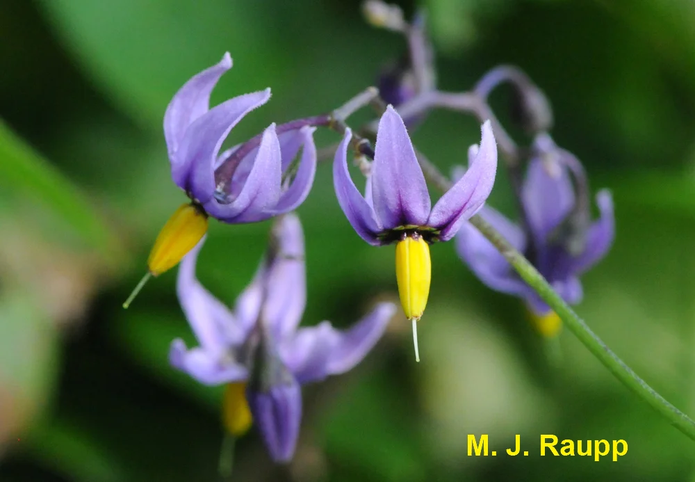 Bittersweet nightshade presents beautiful blossoms.