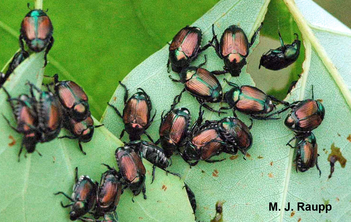 A horde of beetles can put a beating on trees, shrubs, and herbaceous plants. 
