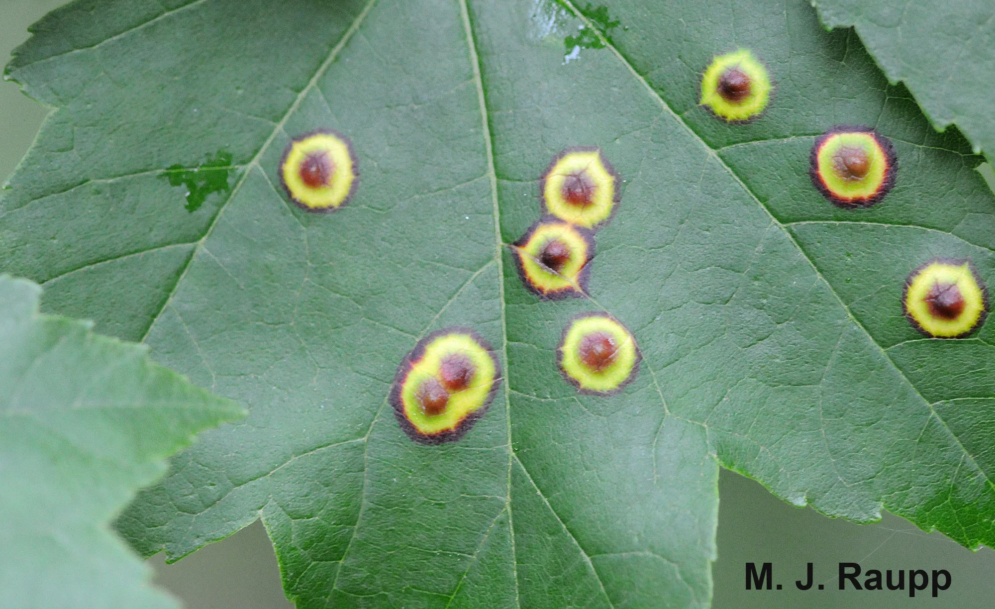 Crazy red and yellow eyespots stare from the surface of a maple leaf. 